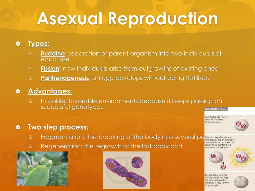 PPT - Chapter 46 Animal Reproduction PowerPoint Presentation, free