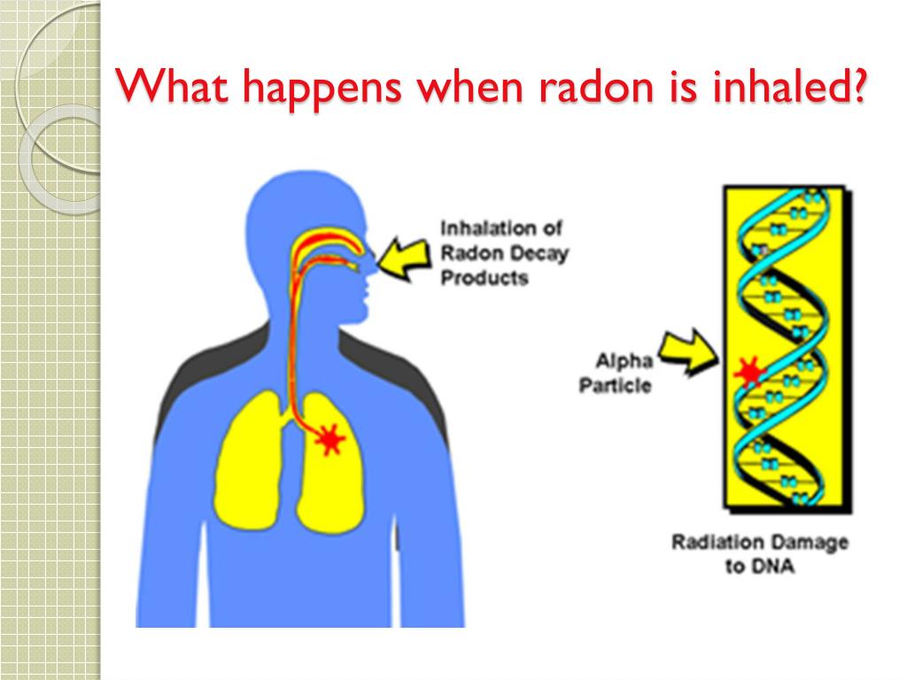 Продукты распада радона. Радиоактивные изотопы в организме человека. Попадание радона в легкие. Радон излучение. Воздействие радона на организм человека.