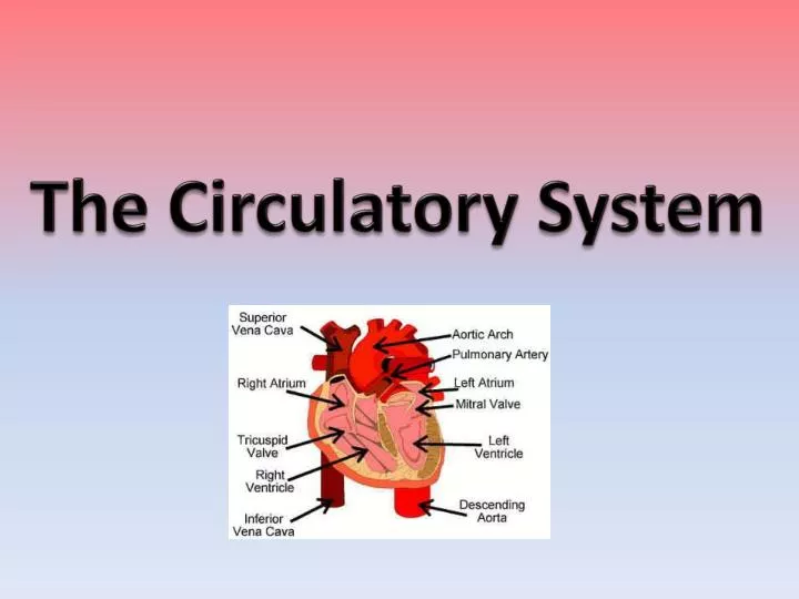 PPT - The Circulatory System PowerPoint Presentation, free download