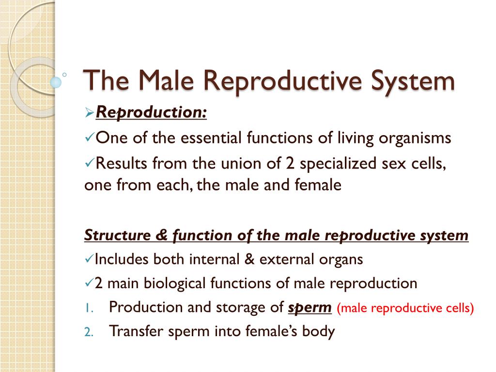 male reproductive system powerpoint presentation