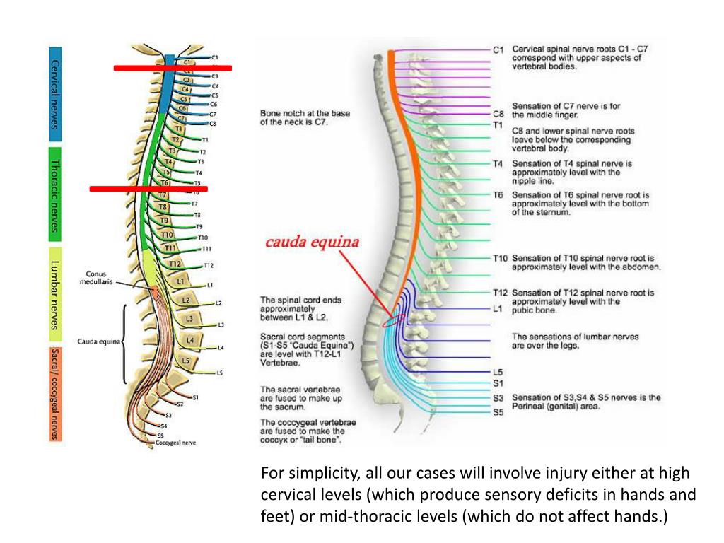 PPT - The ulnar nerve has both efferent (motor) and afferent (sensory