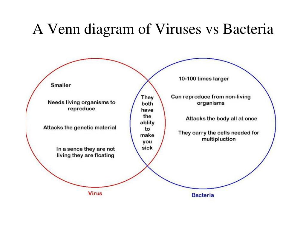 Prokaryote And Eukaryote Venn Diagram