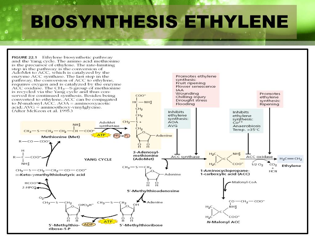 PPT - ETHYLENE Dan ABSCISIC ACID (ABA) PowerPoint Presentation, Free ...