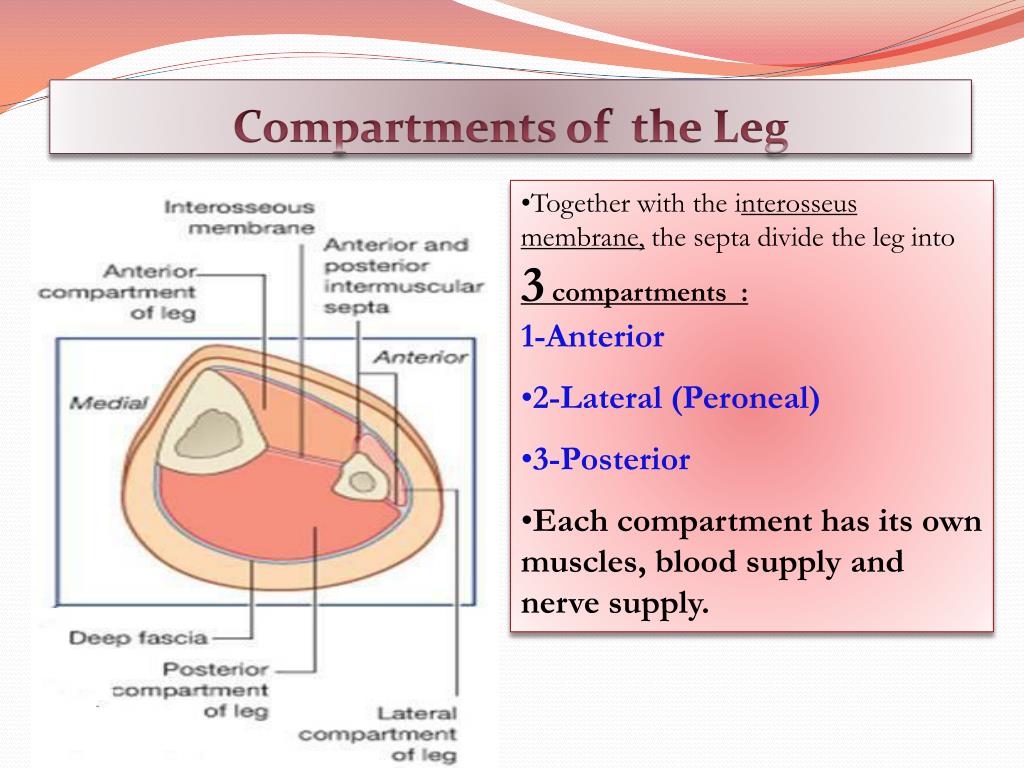 fascial compartments of leg fascial compartments of leg