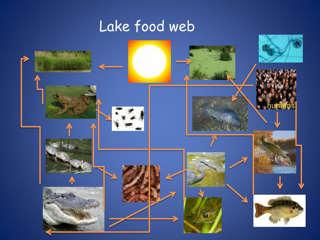 PPT - Aquatic Ecosystem PowerPoint Presentation, free download - ID:2216817