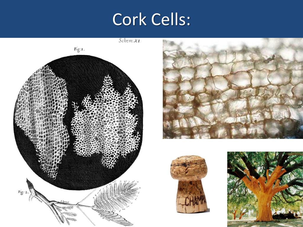 PPT Cork Cells PowerPoint Presentation, free download ID2217889
