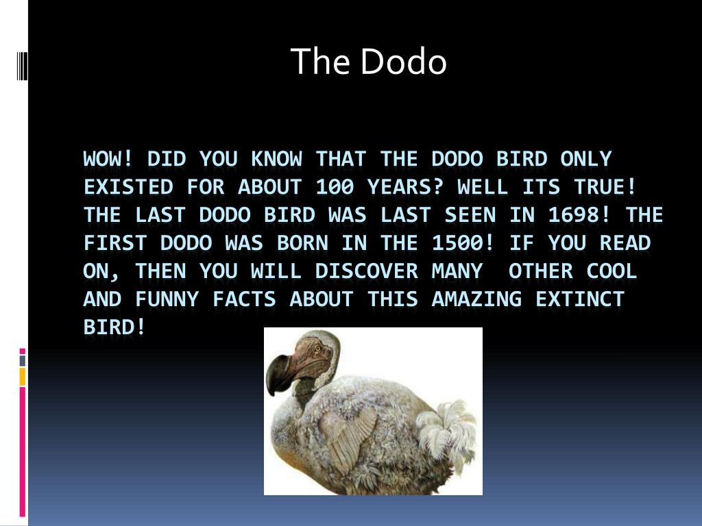 PPT - The Dodo PowerPoint Presentation, free download - ID:2218306