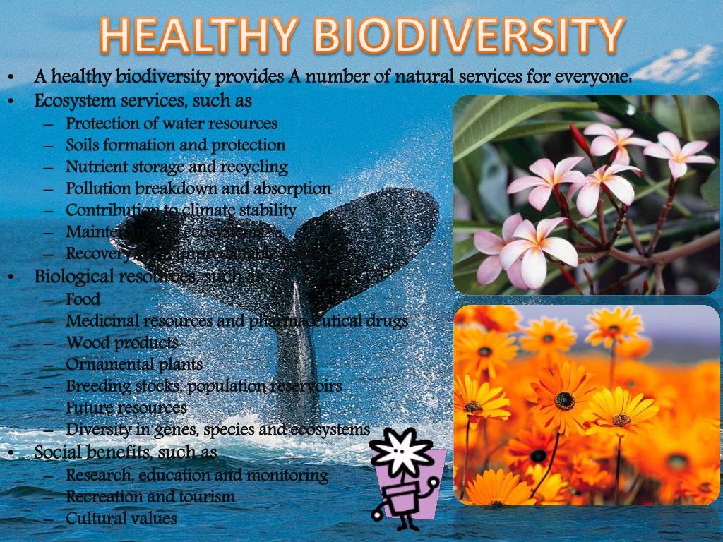 presentation on biodiversity