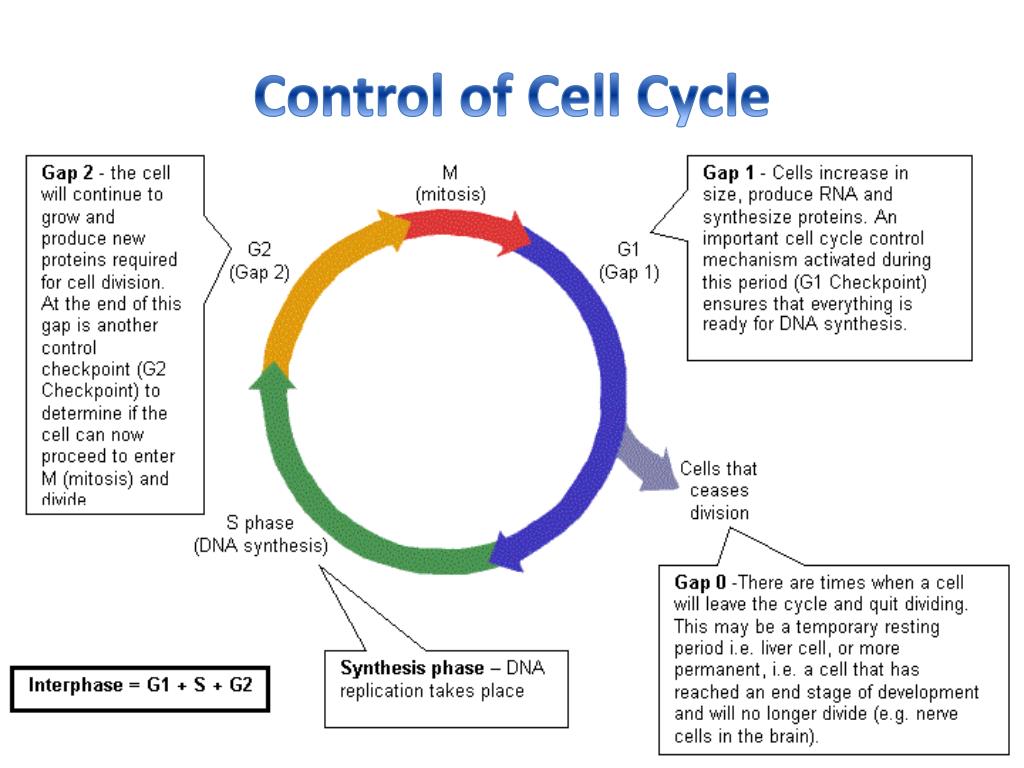 The Cell Cycle PowerPoint Presentation, free download Biology Diagrams