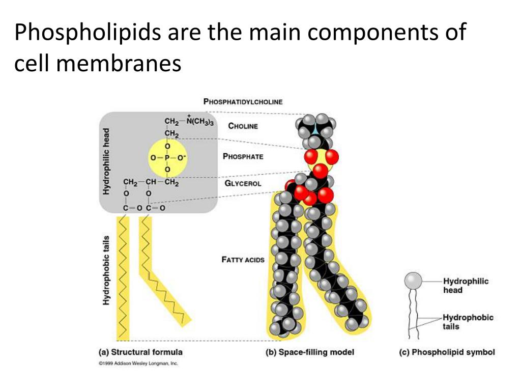 Строение фосфолипида. Структура строения липидов. Строение молекулы липида. Схема строения липидов. Схема строения фосфолипидов.