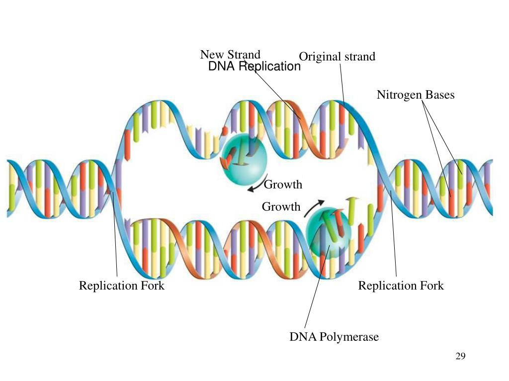 summarize the process of dna replication summarize the process of dna replication