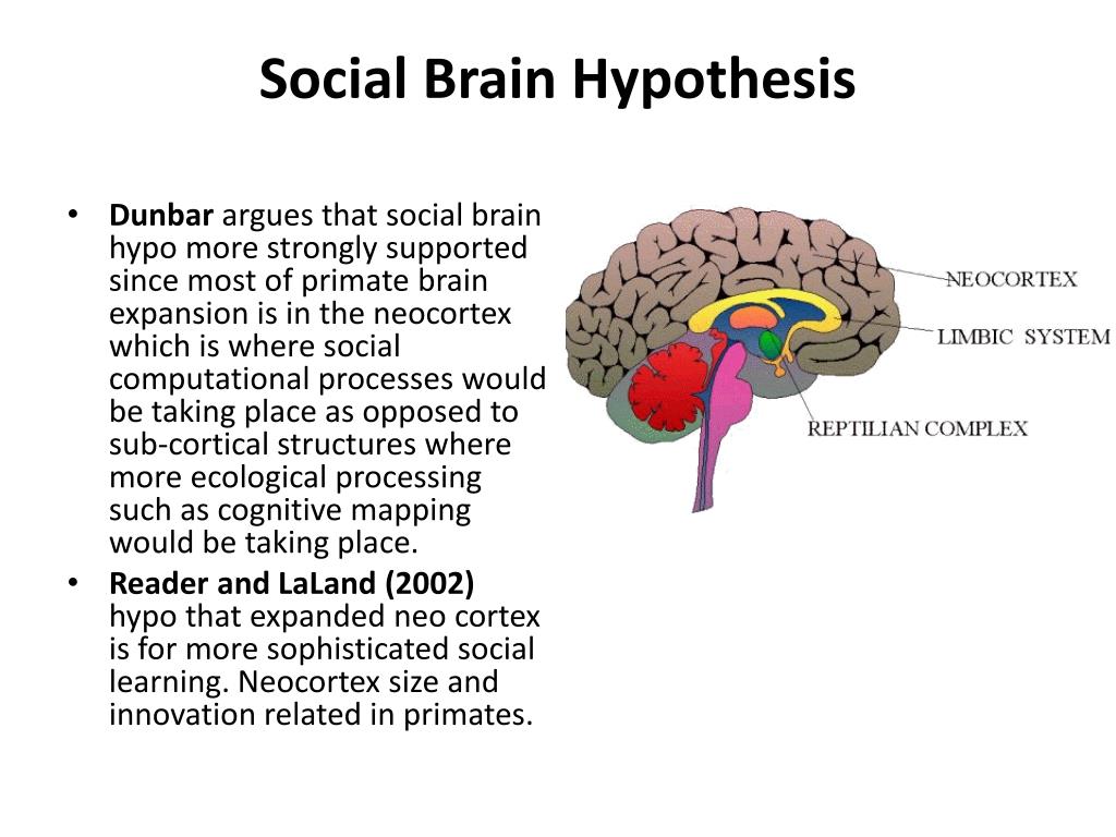 hypothesis on brain