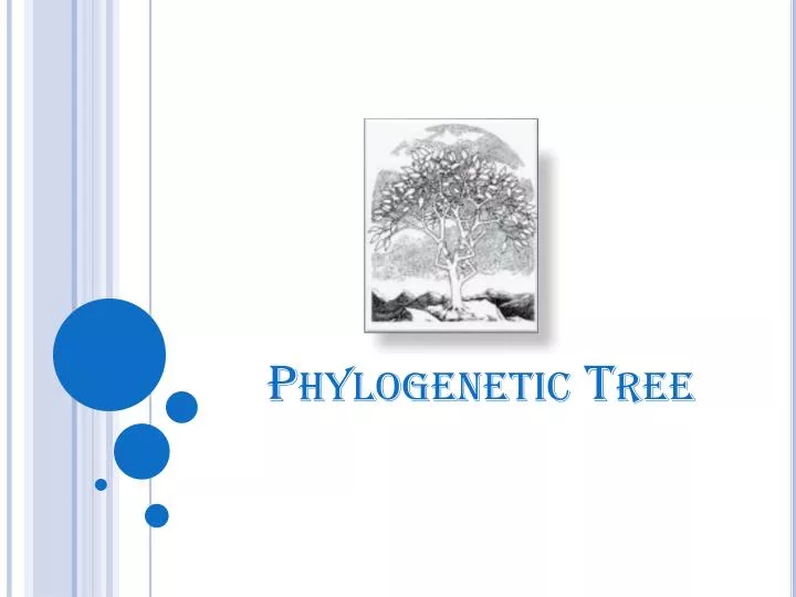 Ppt Phylogenetic Tree Powerpoint Presentation Free Download Id2221741