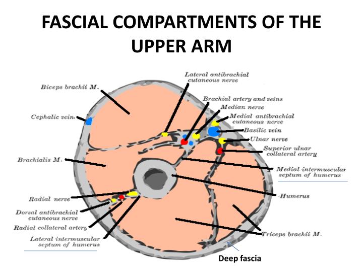 PPT - ANTERIOR COMPARTMENT OF ARM & CUBITAL FOSSA PowerPoint ...