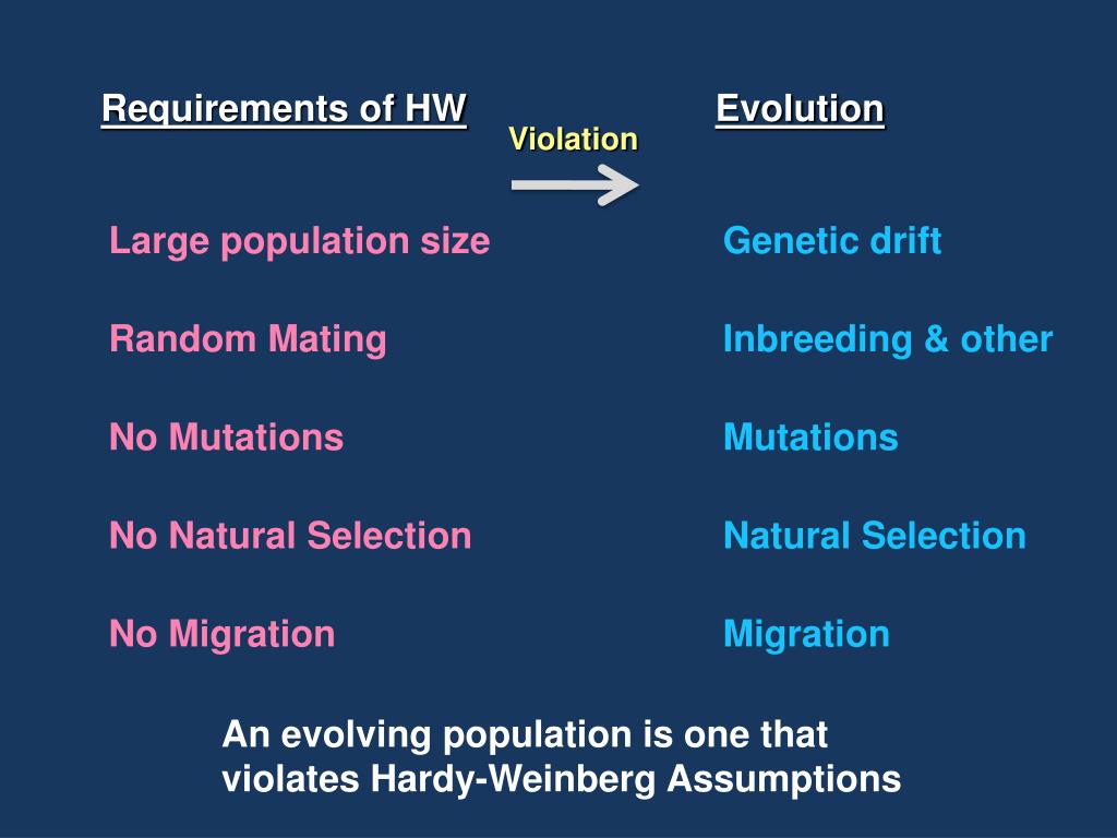 according to the hardy weinberg principle genetic equilibrium