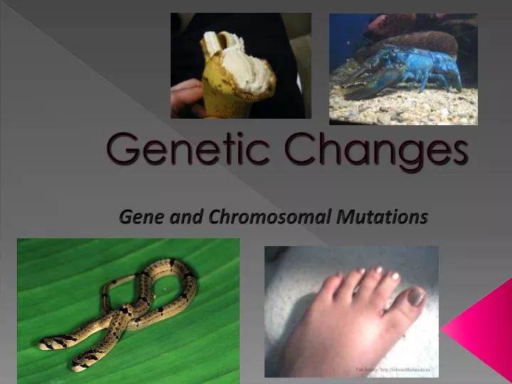 what would happen if meiosis did not occur What happens if meiosis does not take place in reproductive cells a 1) if meiosis did not occur, fusion of gametes would result in a doubling of the chromosomes for each successive reproduced generation. what would happen if meiosis did not occur What happens if meiosis does not take place in reproductive cells a 1) if meiosis did not occur, fusion of gametes would result in a doubling of the chromosomes for each successive reproduced generation.