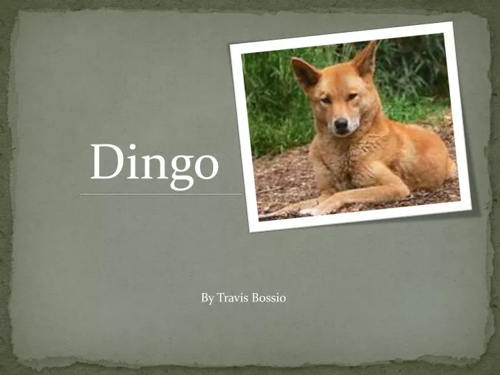 PPT - Dingo PowerPoint Presentation, free download - ID:2225044