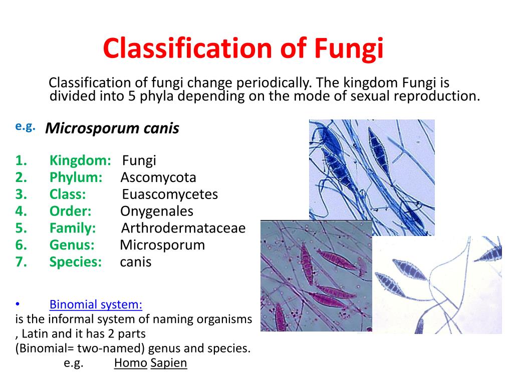 Ppt Fungi Powerpoint Presentation Free Download Id2225054 