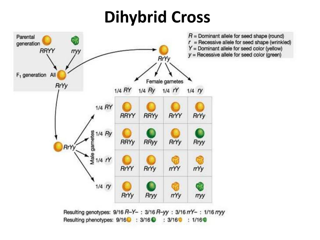 dihybrid cross.