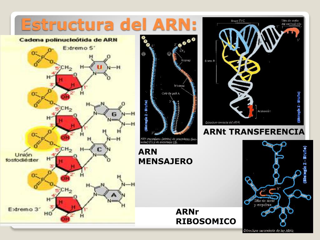 PPT - Dra. Judith de Rodas Salón 207, año 2014 PowerPoint Presentation ...