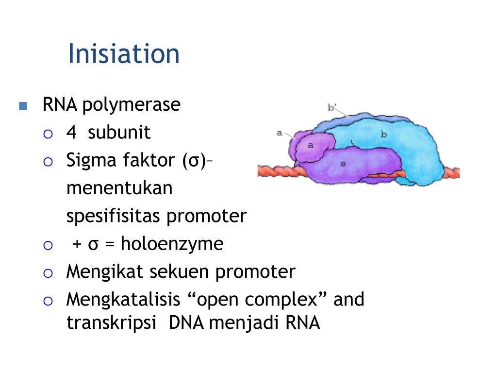 Сигма фактор. RNA polymerase subunits.