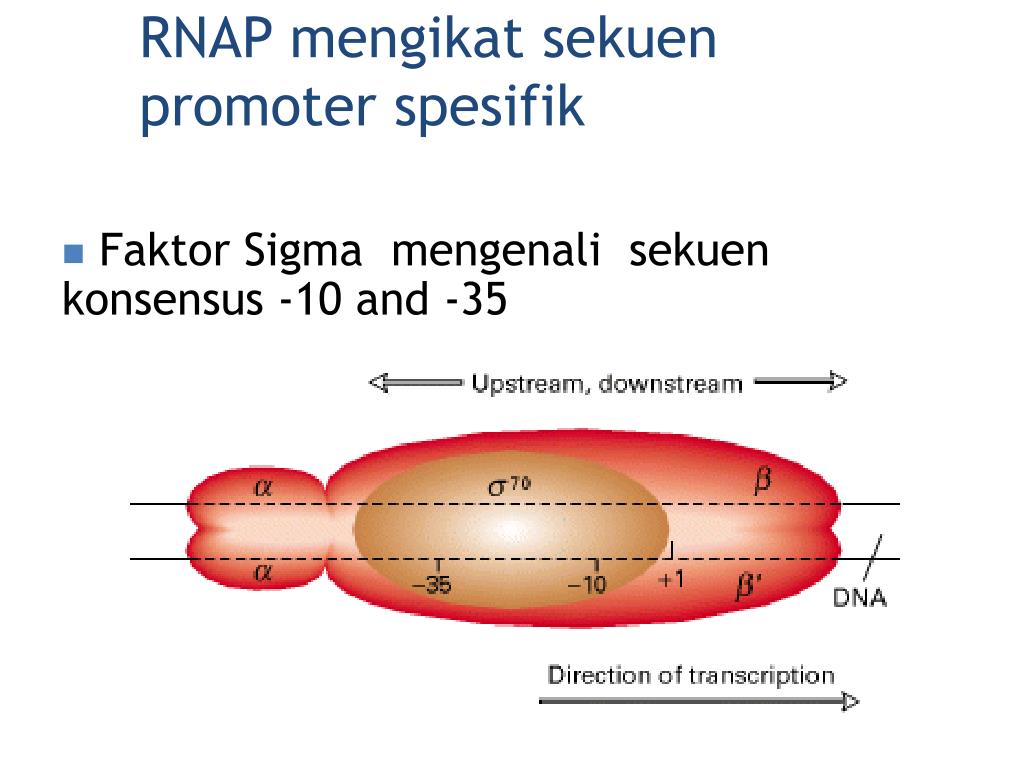 Сигма фактор транскрипции. -35 Элемент Сигма фактор. RNA polymerases functions. Сигма фактор