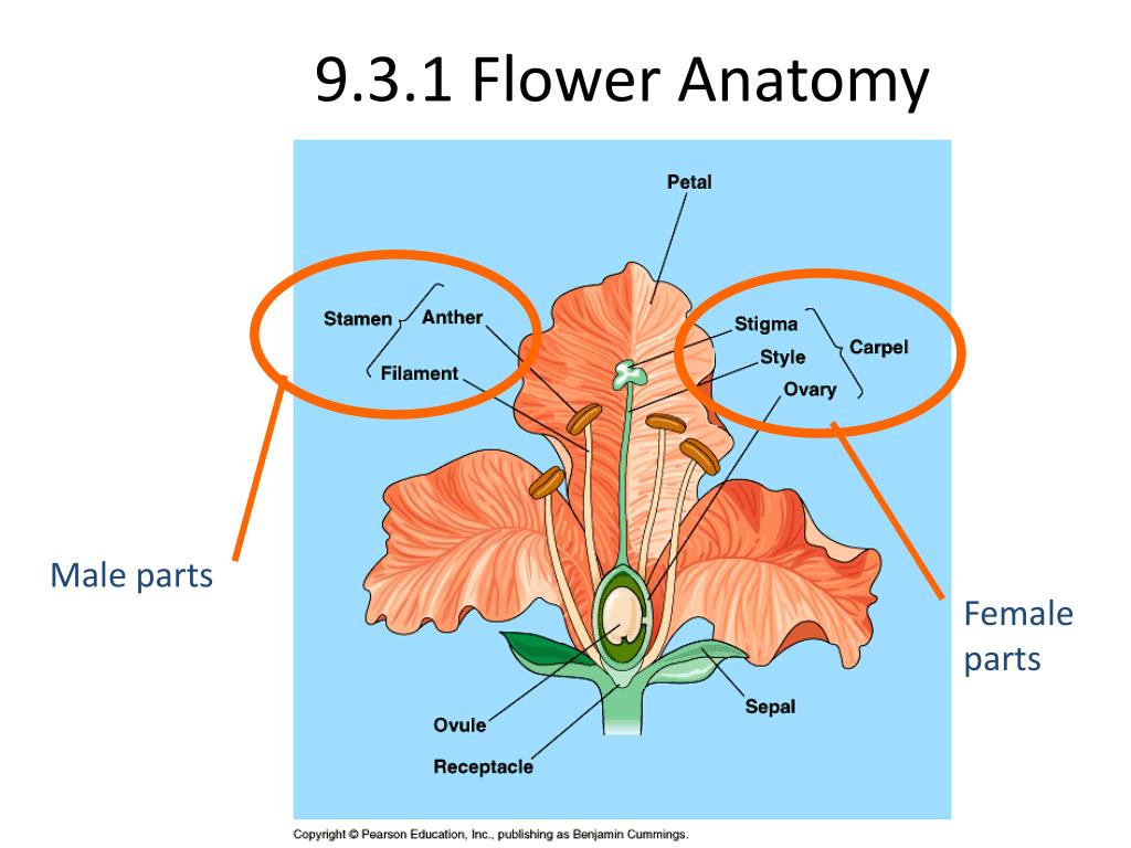 Male And Female Flower Parts 7 12 Reproduction In Plants Part 1