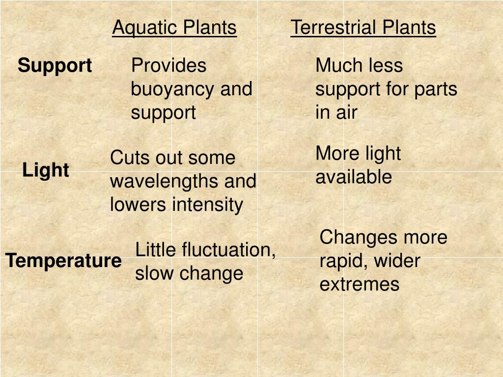 PPT Water and Land as Habitats for Plants PowerPoint Presentation