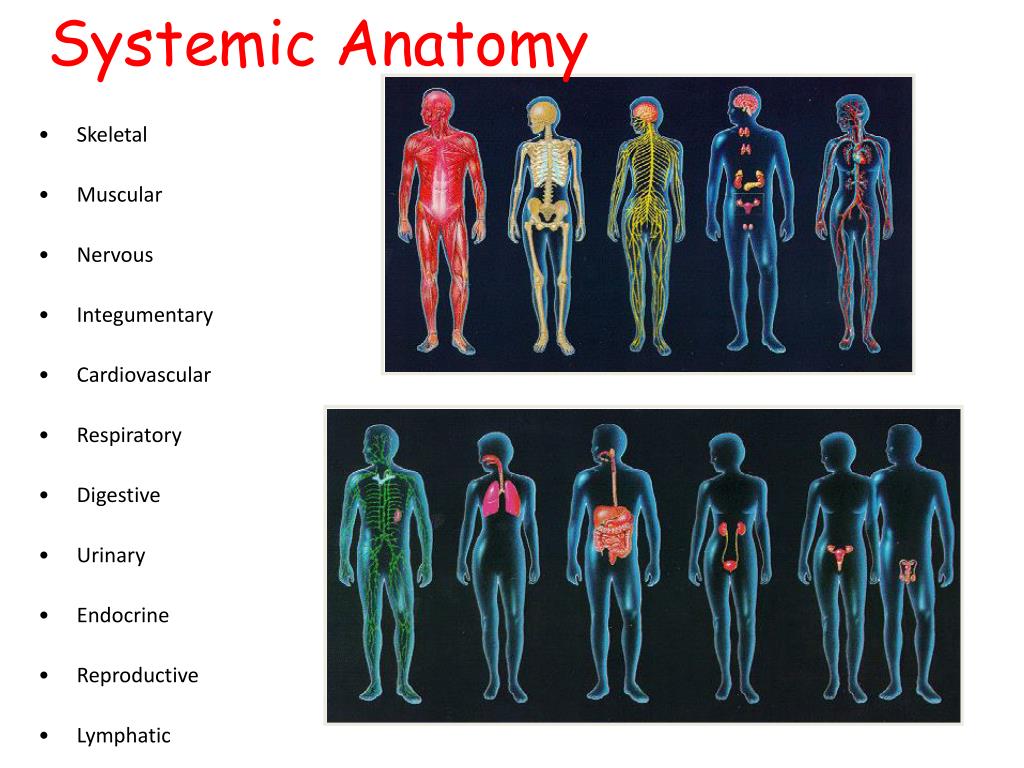 Understanding The Intricacies Of Systemic Anatomy A Comprehensive Guide Biology Diagrams