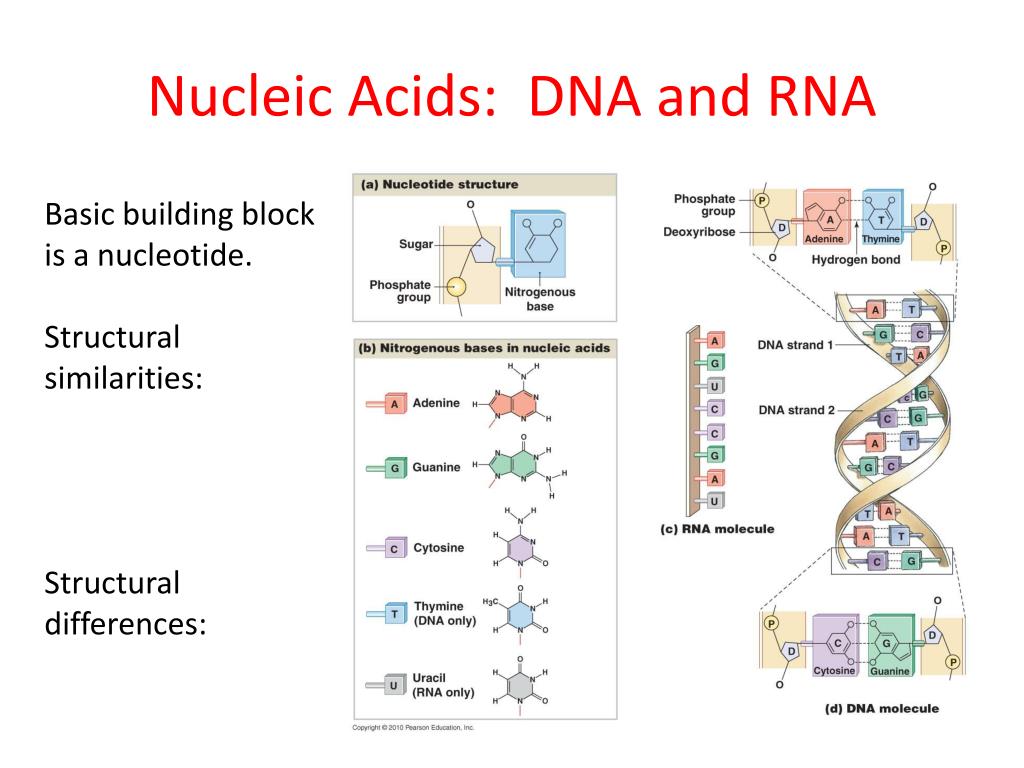 building blocks of dna and rna building blocks of dna and rna