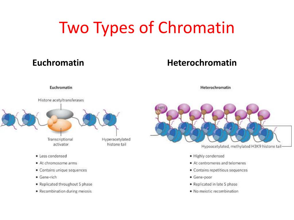 PPT Biochemistry to Cells PowerPoint Presentation, free download ID