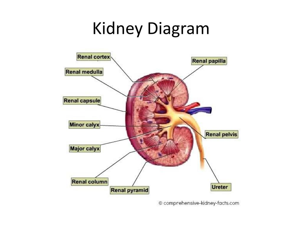PPT - Kidney PowerPoint Presentation - ID:2227672