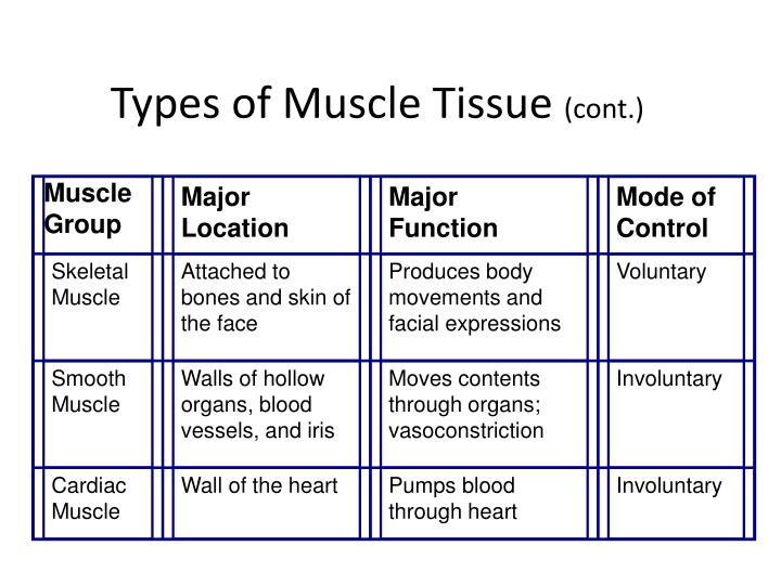 Facial muscle functions something is Facial muscle functions charming answer