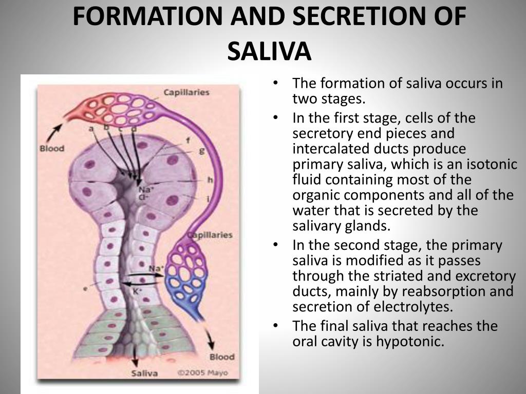 Salivary Glands and Saliva PowerPoint Presentation, free download ... Biology Diagrams