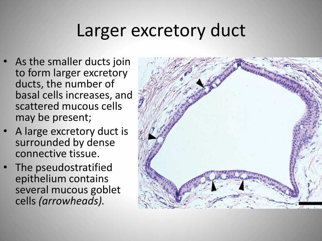 PPT Salivary Glands and Saliva PowerPoint Presentation, free download ID2228551