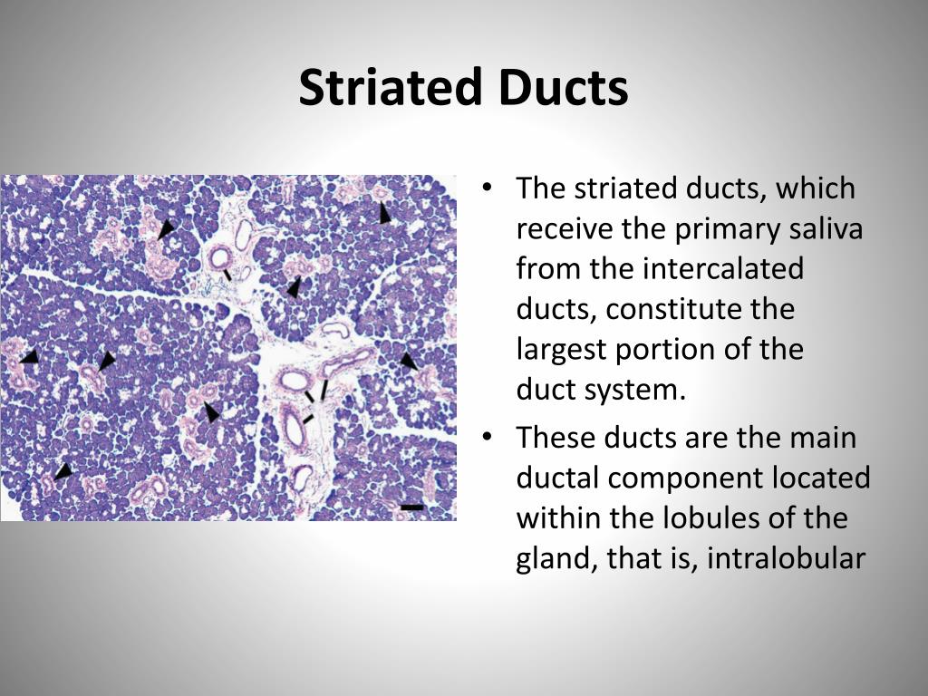 PPT Salivary Glands and Saliva PowerPoint Presentation, free download