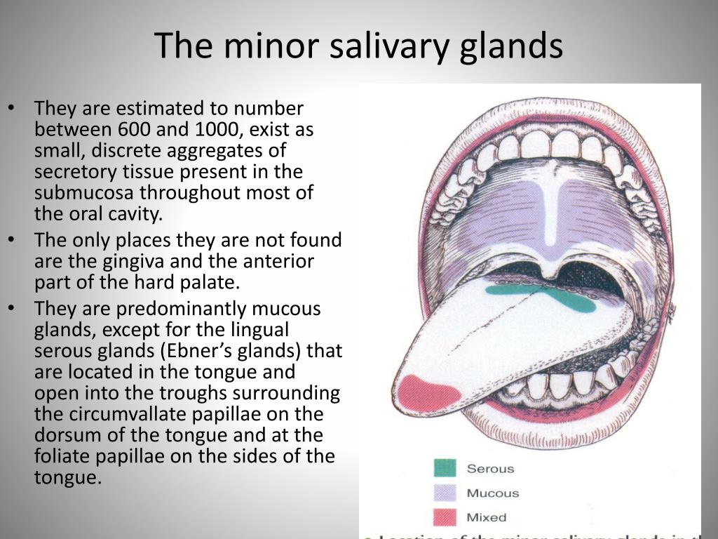 Diagram Of Minor Salivary Glands