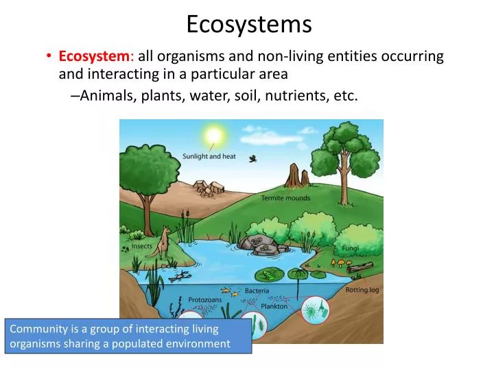 presentation about ecosystem