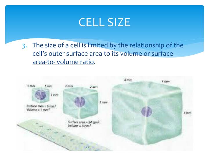 ppt cell structure and function powerpoint presentation id 2229194 cell size is limited by
