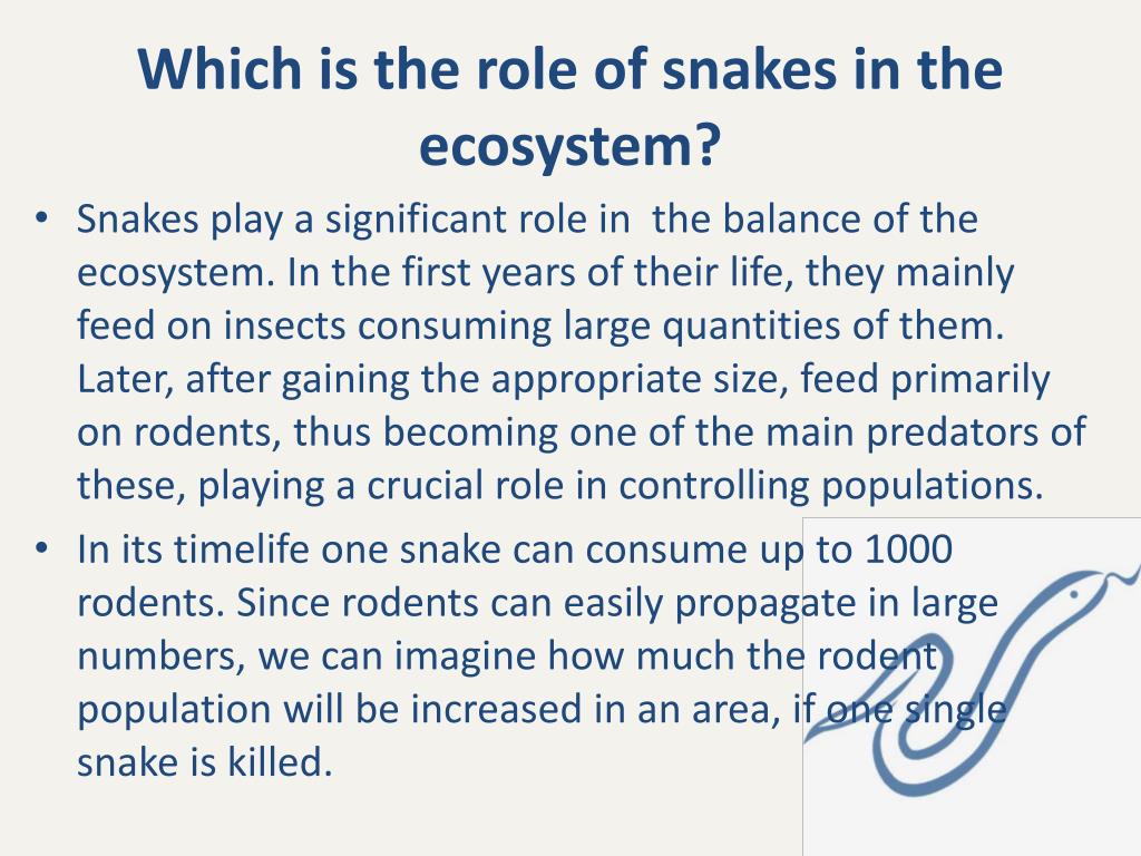 PPT - Snakes Belong To Reptiles . PowerPoint Presentation, Free ...