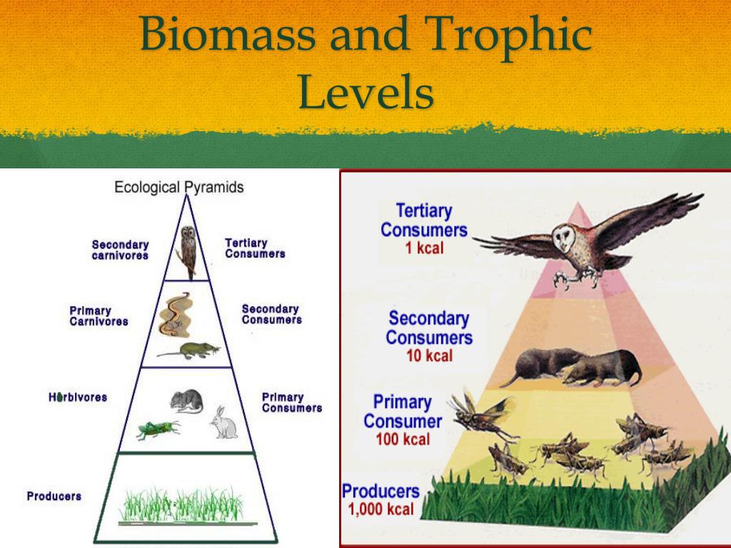 Deforestation PowerPoint Presentation free download Biology Diagrams