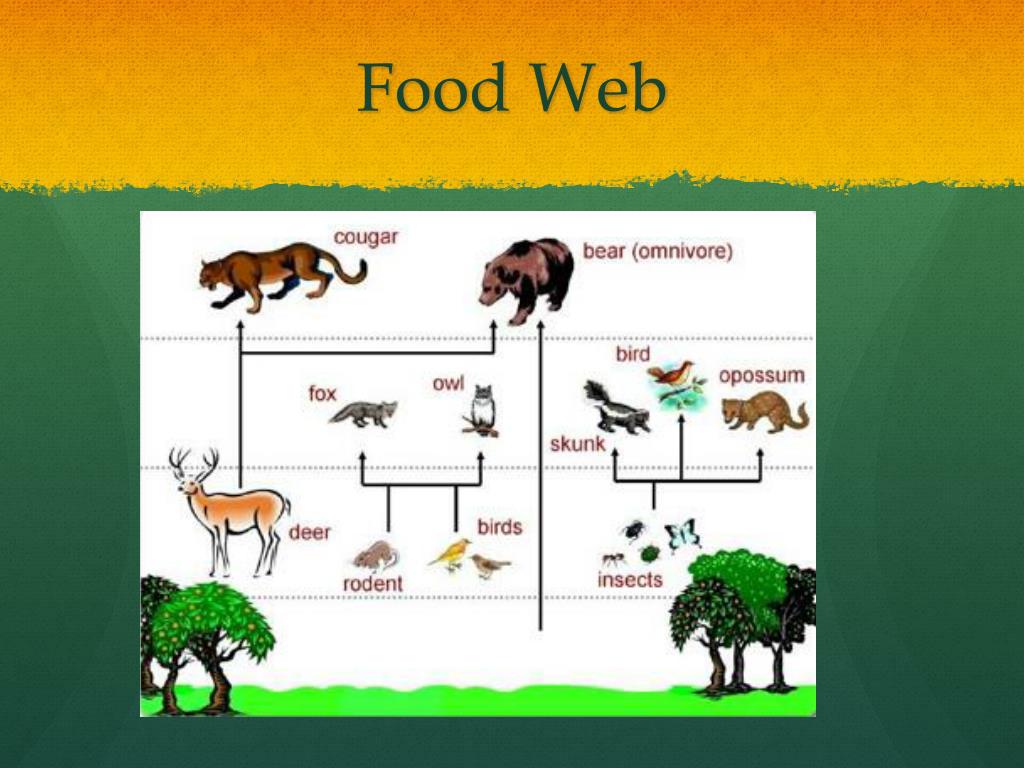 Deforestation PowerPoint Presentation free download Biology Diagrams