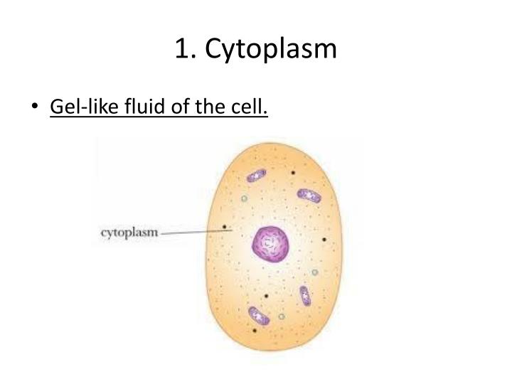 PPT - Chapter 7.2 Cell Structure PowerPoint Presentation - ID:2229941