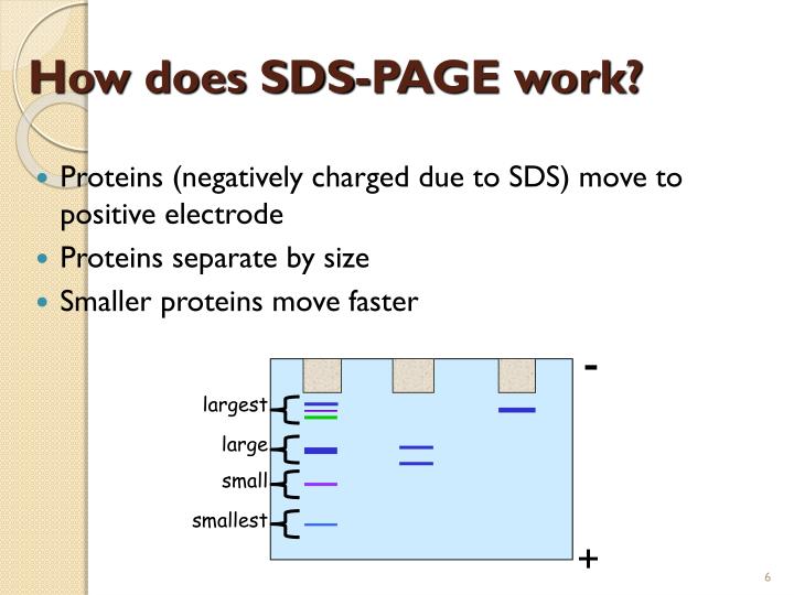 ppt electrophoresis sds page powerpoint presentation id 2229979 sds page