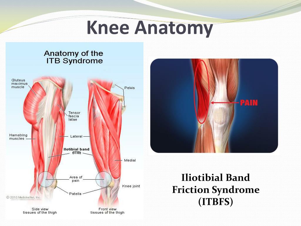 PPT - Knee and Muscular Injuries Craig Gregory APA Sports