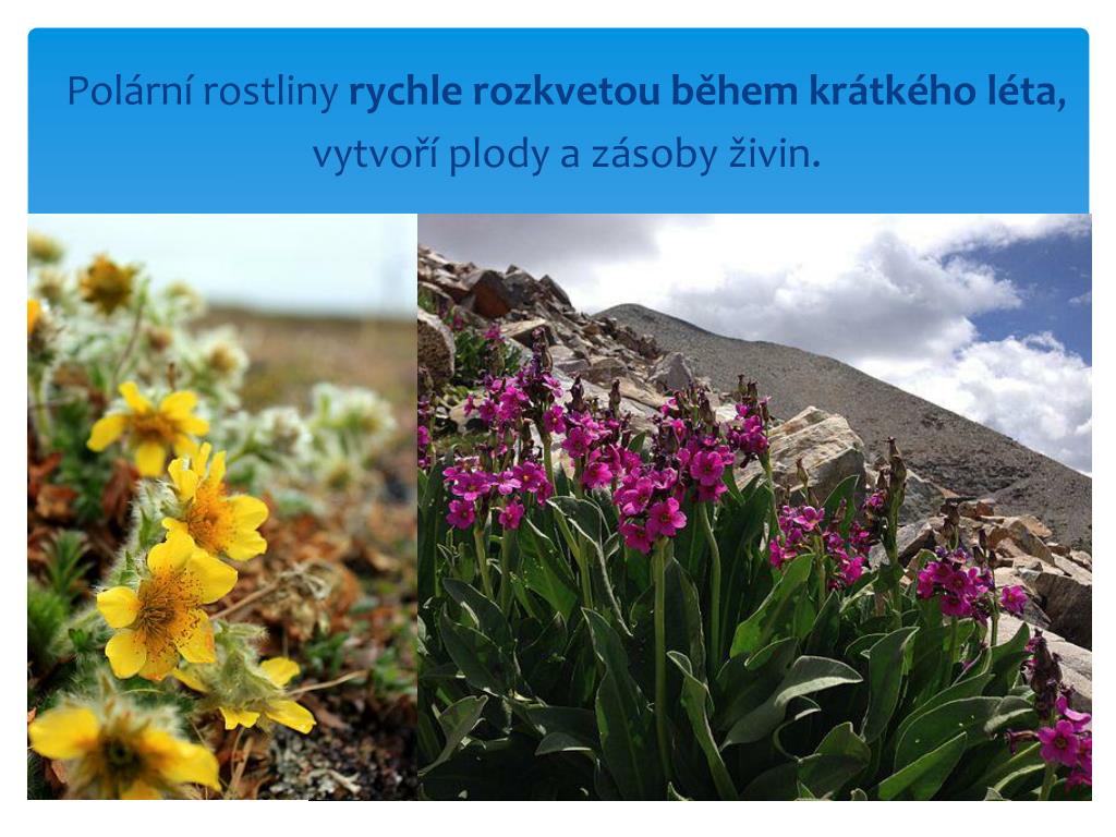 PPT - Tematická oblast: Život na Zemi Téma: ARKTIDA - severní polární pás -  rostlinstvo tundry PowerPoint Presentation - ID:2232419