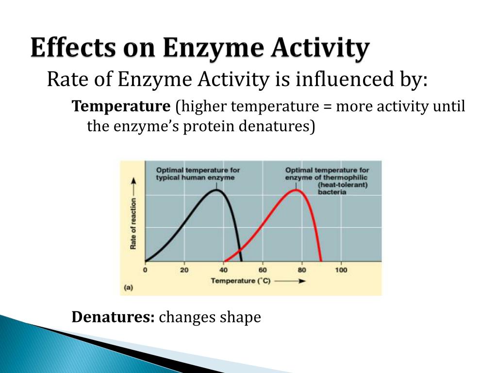 the effects that enzymes can have on substrates the effects that enzymes can have on substrates