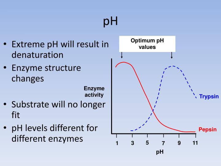 PPT Enzymes PowerPoint Presentation ID2232908 