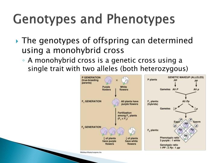 PPT - Theoretical Genetics PowerPoint Presentation - ID:2233870