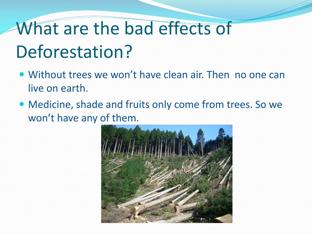 bad effects of deforestation paragraph